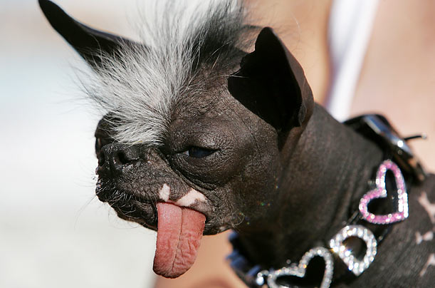  please enjoy this slide-show of the Worlds Ugliest Dog Contest.